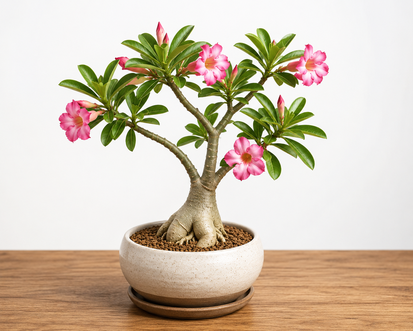 Flourishing desert rose