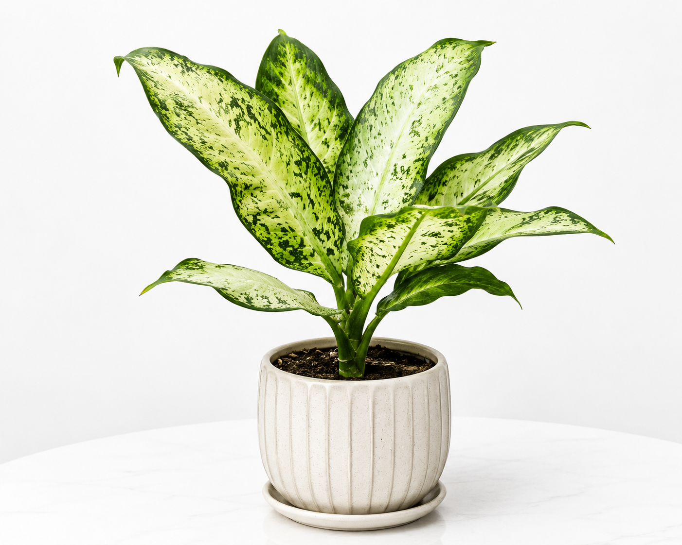 Dieffenbachia