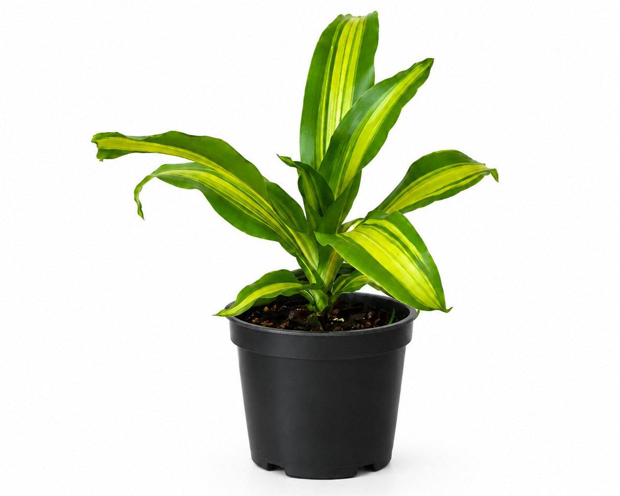 Dracaena fragrans Plant