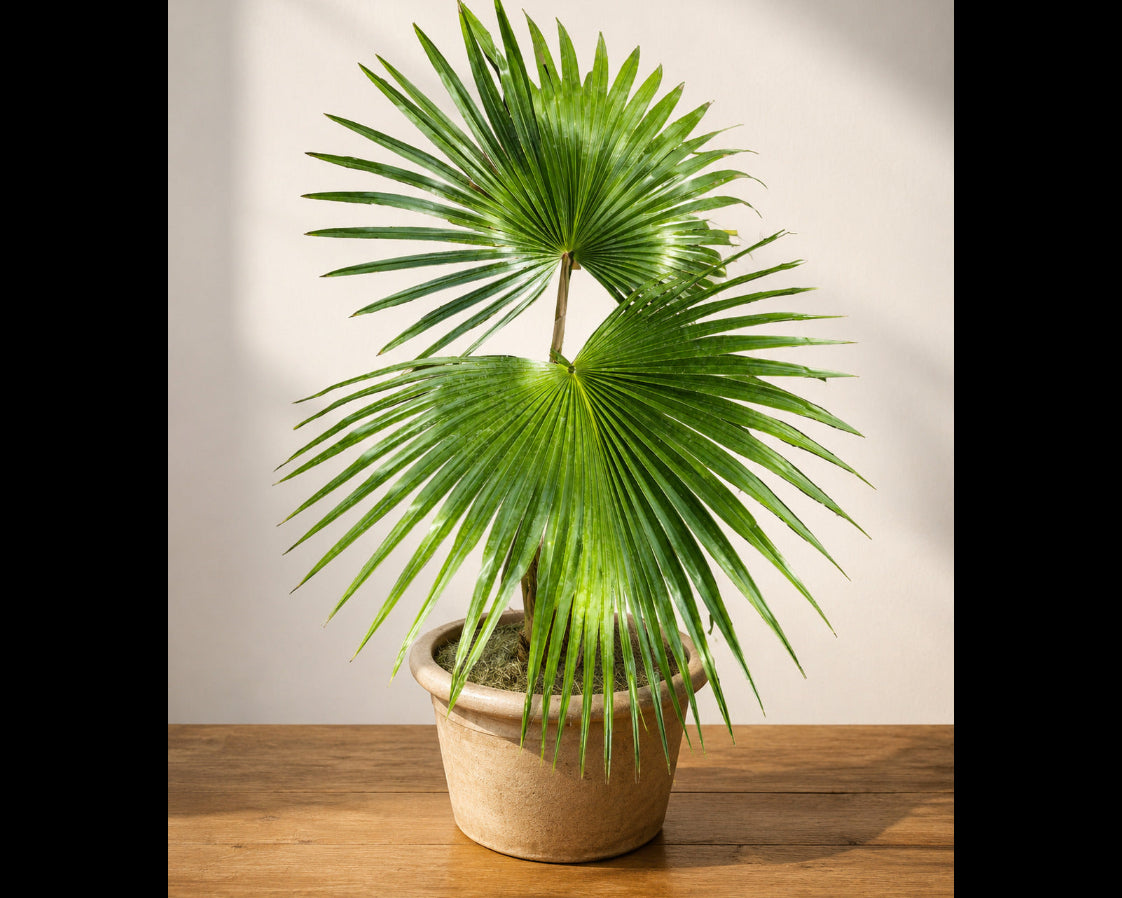 Chinese Fan Palm plant