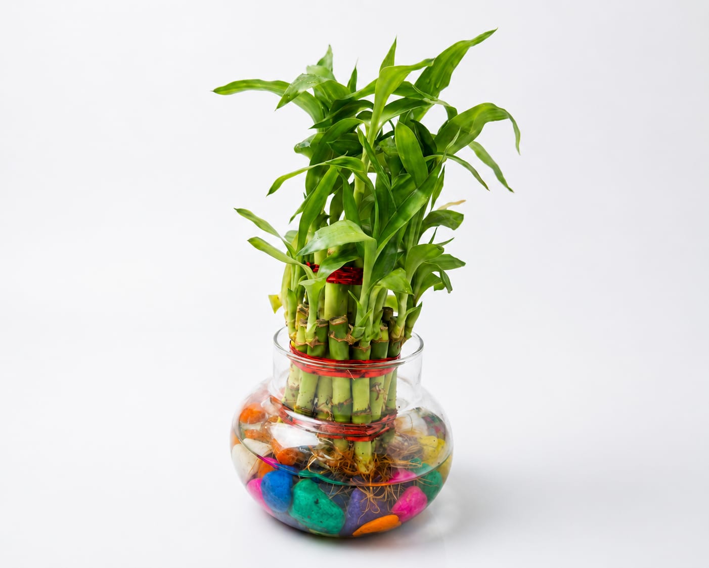 Lucky Bamboo Plant(glass pot included)