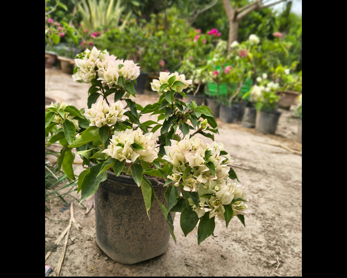 Bougainvillea Plants DWARF