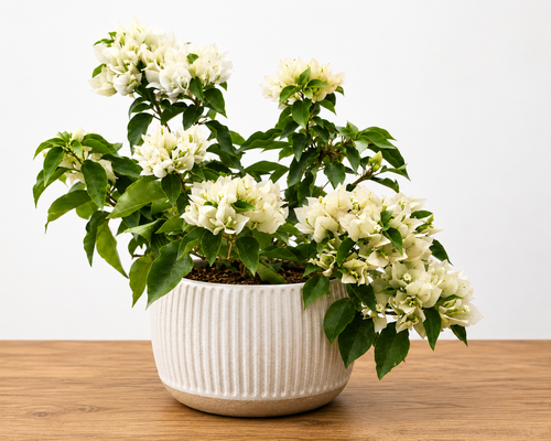 Lush bougainvillea plant