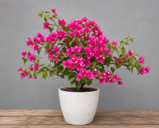 Bougainvillea Plants