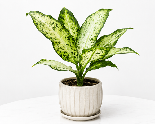 Dieffenbachia