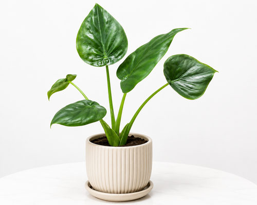 Alocasia