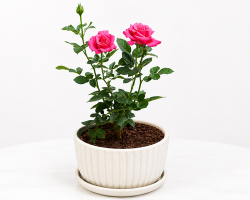 Rose plant