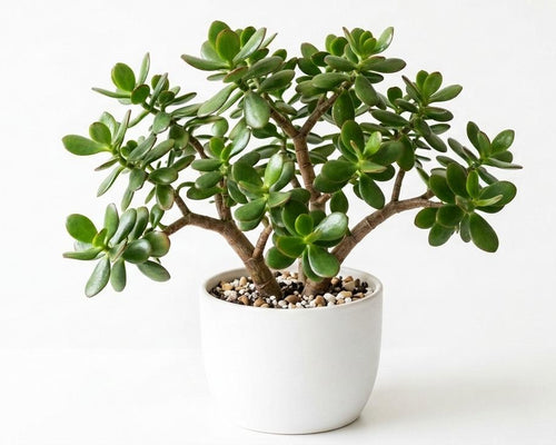 Jade Plant