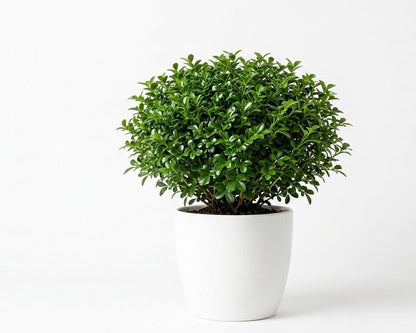 Table kamni