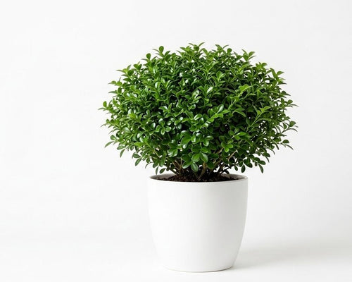 Table kamni