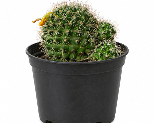 Mammillaria Species Cactus