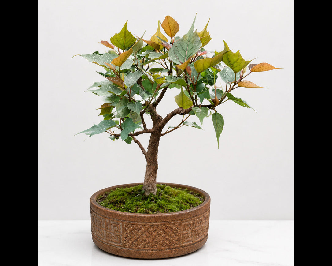 Peepal Bonsai