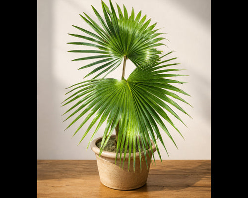 Chinese Fan Palm plant