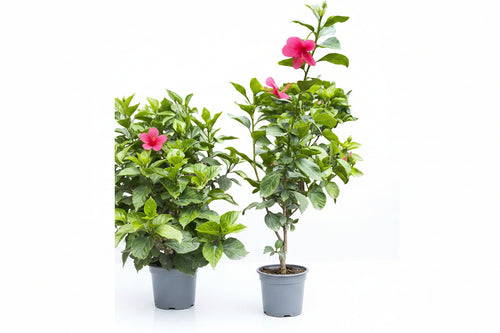 Abacus Hibiscus