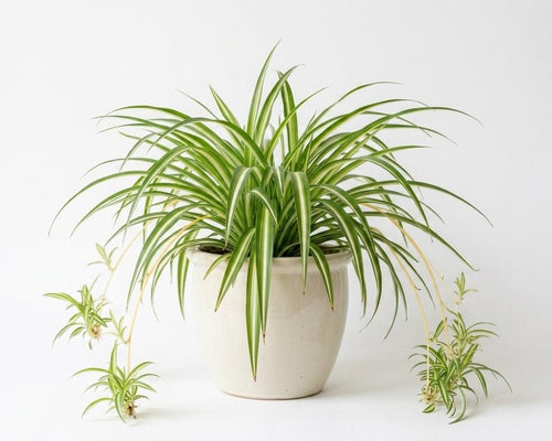Spider Plant